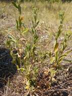 Image of hoary frostweed