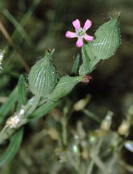 Image of striped corn catchfly