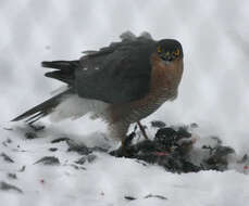 Image of Eurasian Sparrowhawk