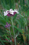 Image of pink campion