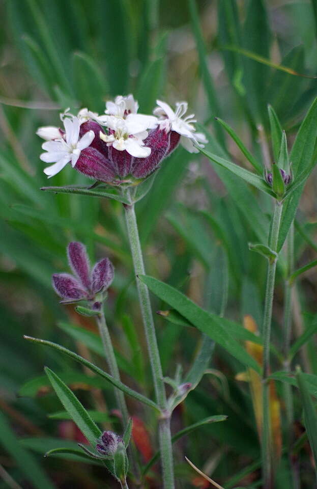 Image of pink campion