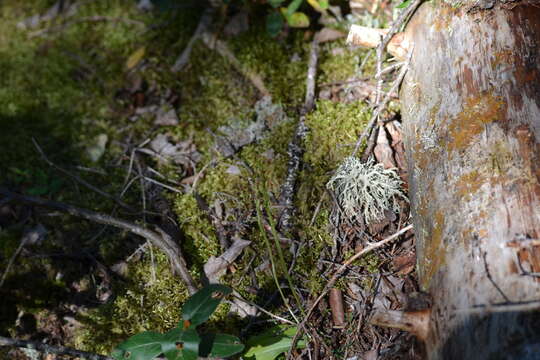 Image of bluntleaved orchid