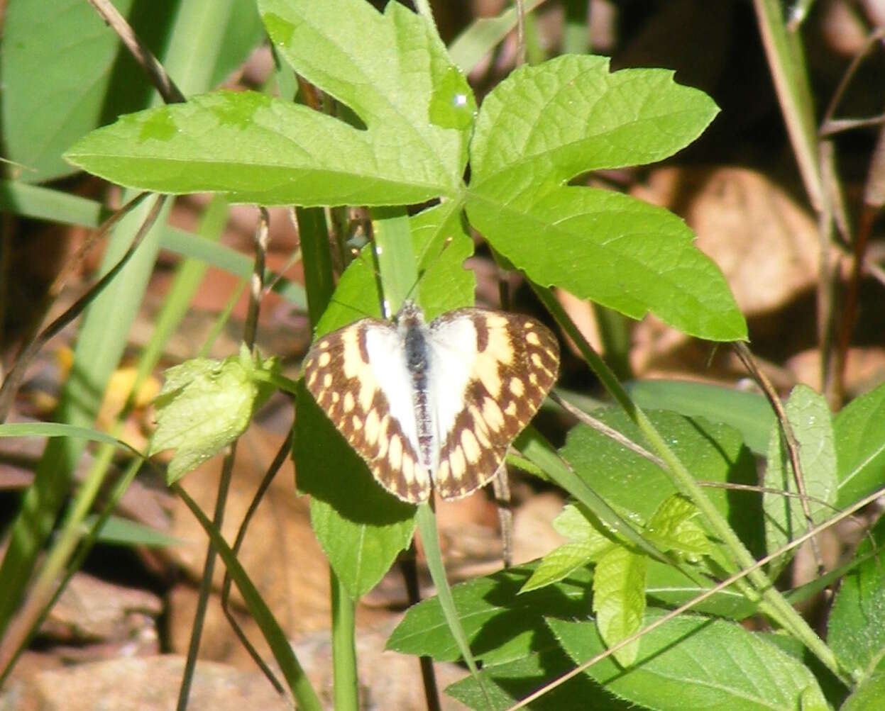 Image of Colotis vesta (Reiche (1850))