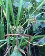 Image of American bur-reed