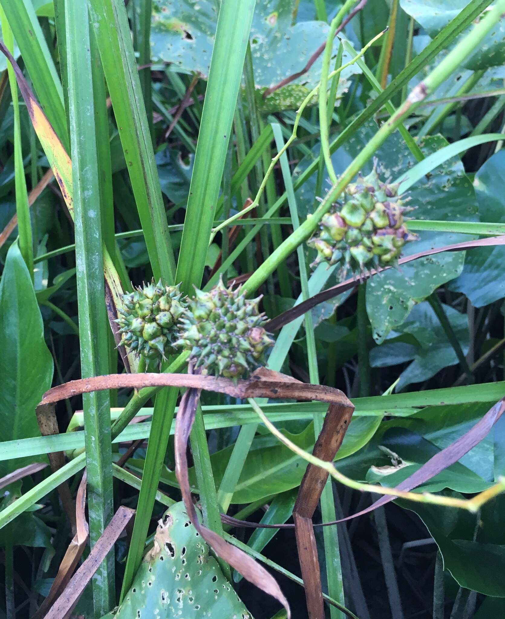 Image of American bur-reed