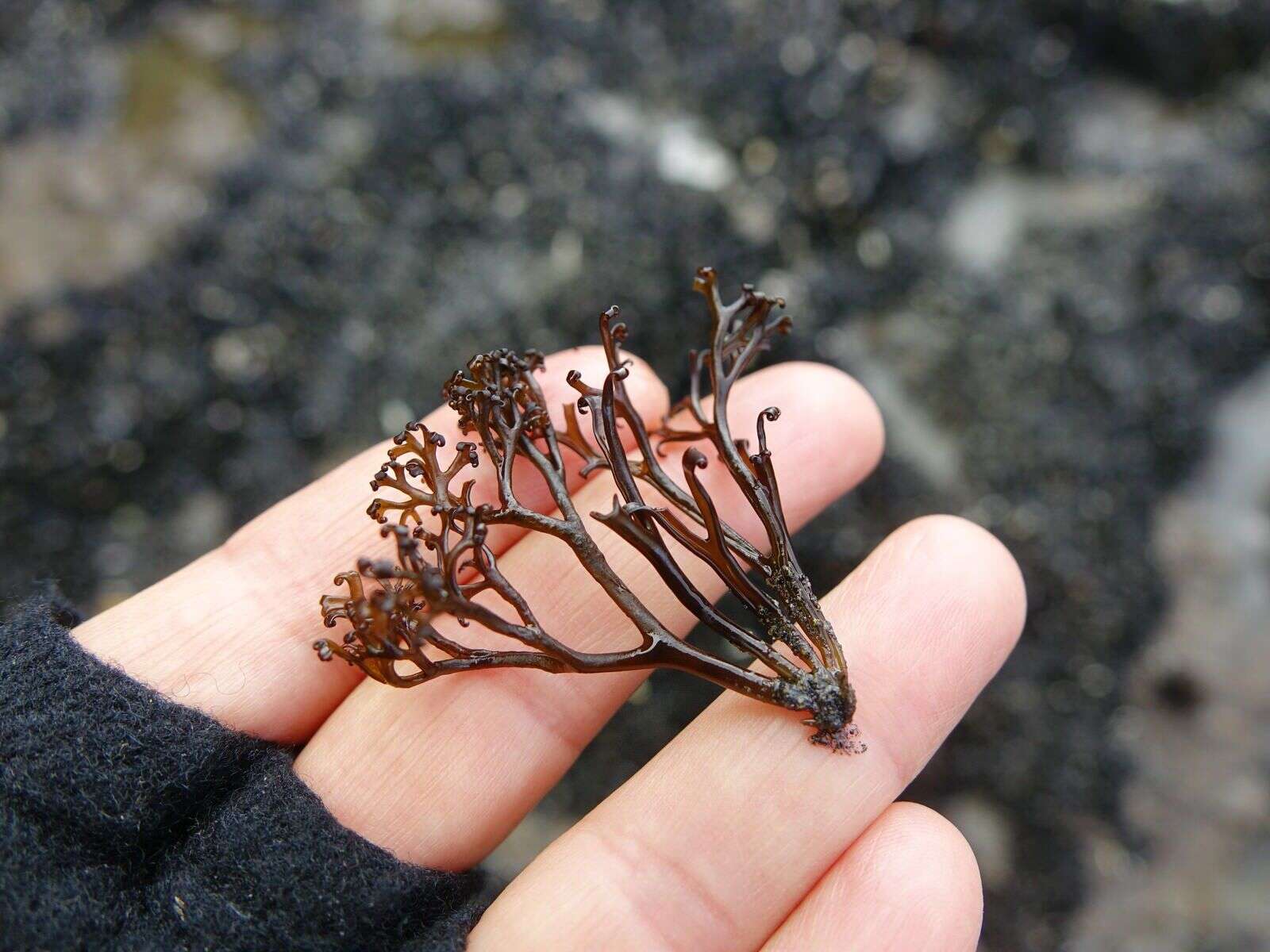 Image of Psilophycus alveatus (Turner) W. A. Nelson, Leister & Hommersand 2011