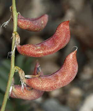 صورة Astragalus cimae var. sufflatus Barneby