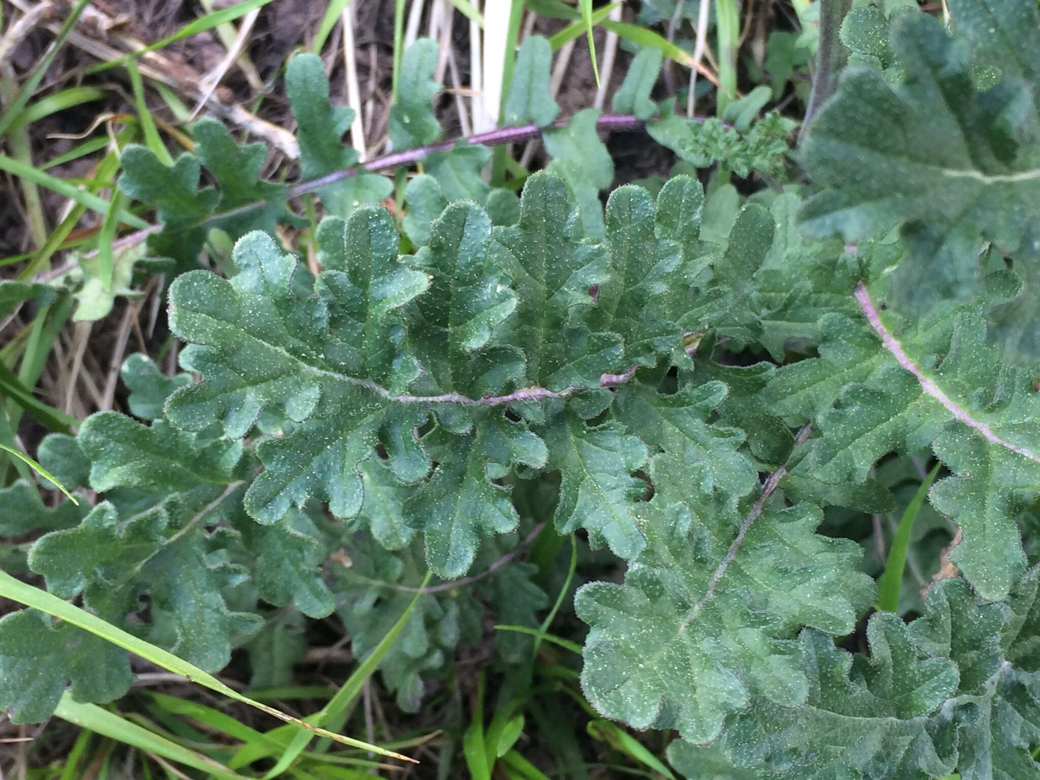 Image of Erucastrum nasturtiifolium (Poir.) O. E. Schulz