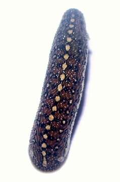Image of <i>Phytobdella catenifera</i> Moore