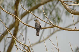 Image of Common Hawk Cuckoo