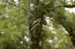 Image of Common Hawk Cuckoo