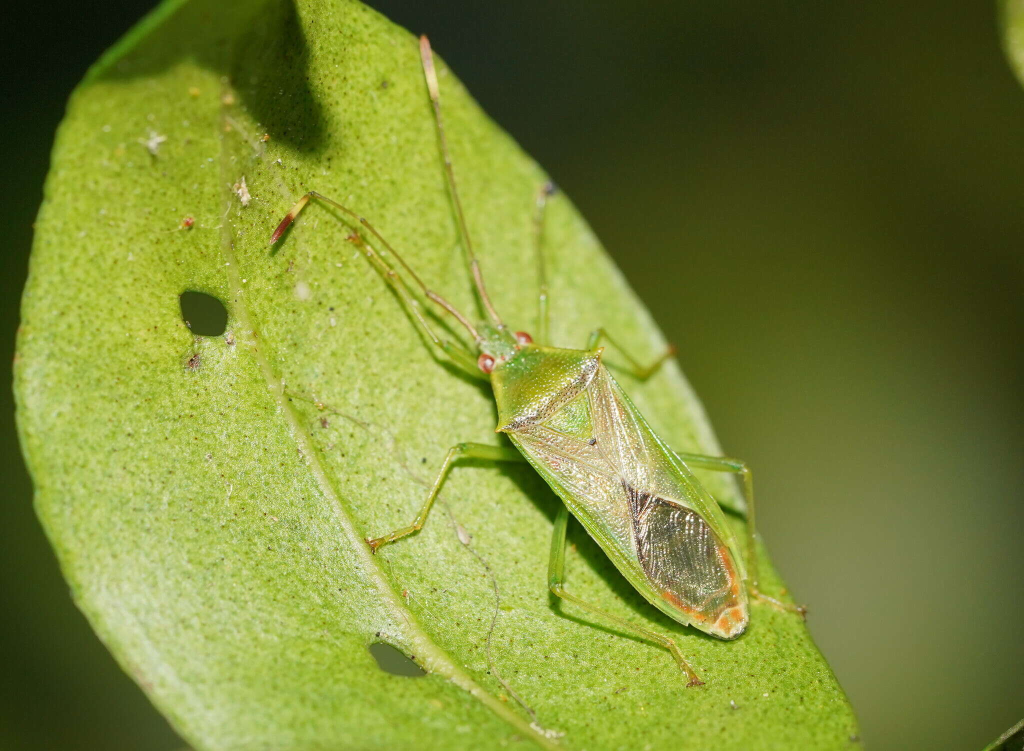 Image of Amblypelta nitida Stål 1873