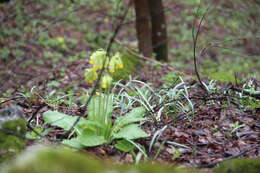 Image of Galanthus angustifolius Koss