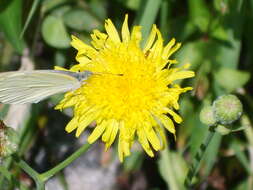 Image de Sonchus brachyotus DC.