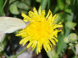 Image de Sonchus brachyotus DC.