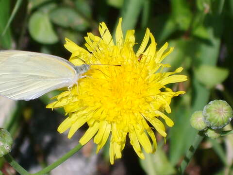 Image of Sonchus brachyotus DC.