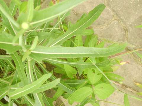 Image of Sonchus brachyotus DC.