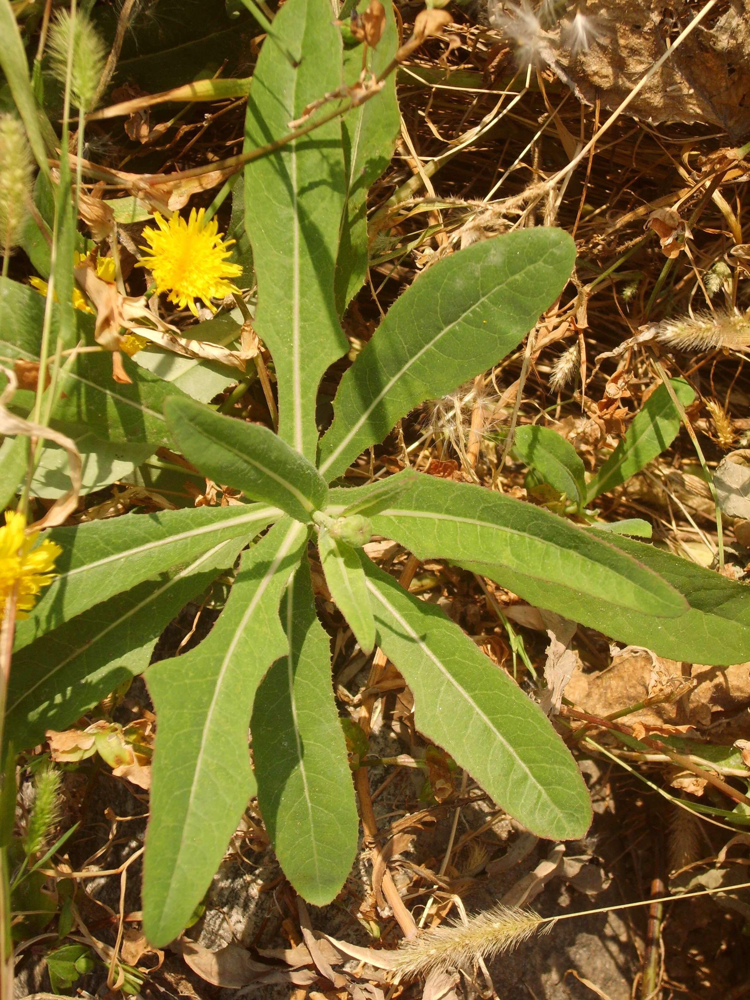 Image de Sonchus brachyotus DC.