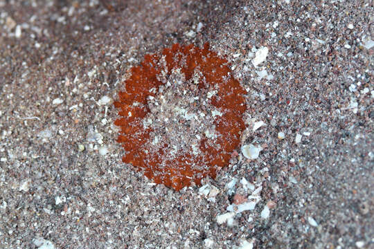 Image of collared sand anemone