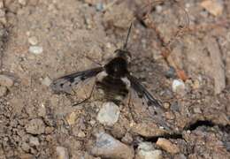 Image of Bombylius albicapillus Loew 1872