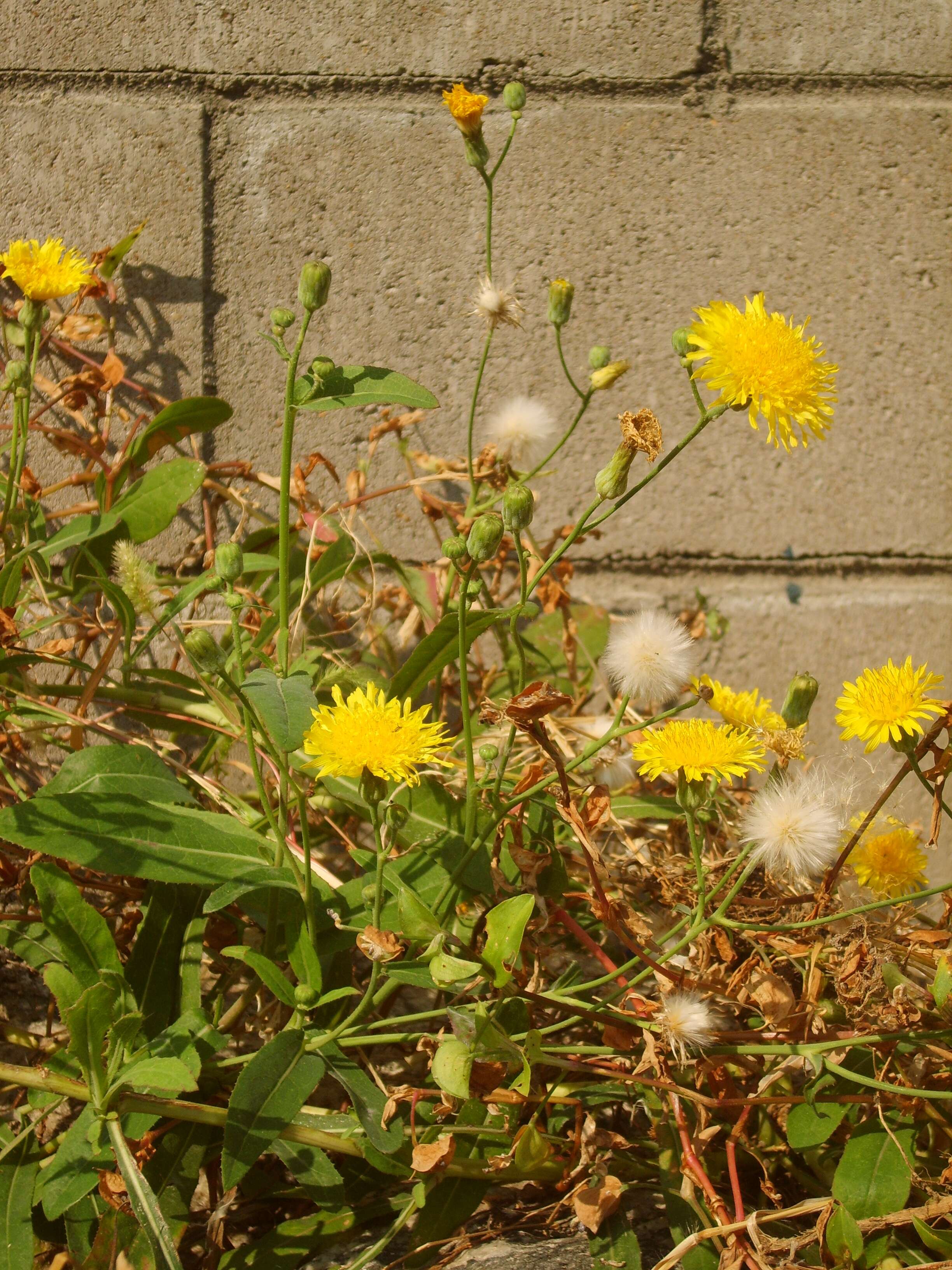 Image de Sonchus brachyotus DC.