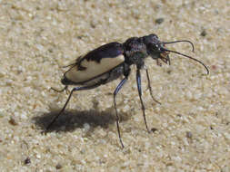 Image of Cicindela (Cicindela) formosa gibsoni Brown 1940