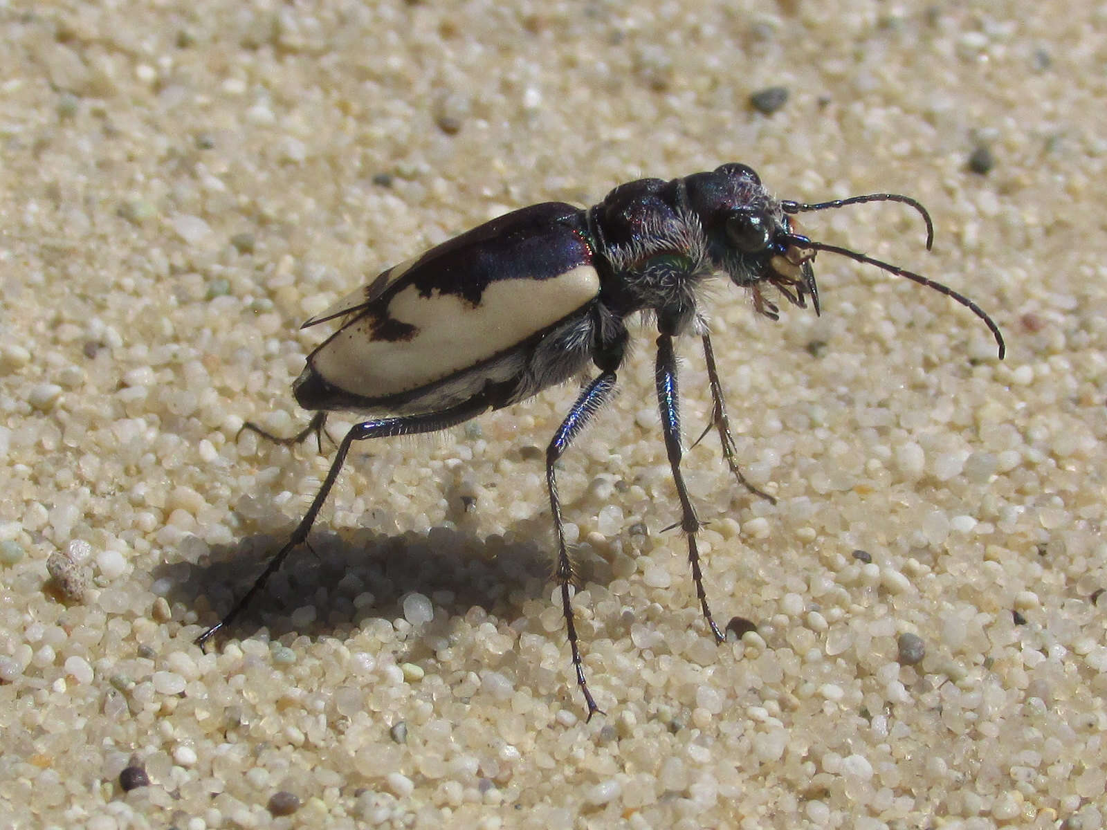 Image of Cicindela (Cicindela) formosa gibsoni Brown 1940