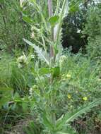 Plancia ëd Cirsium parryi (A. Gray) Petr.