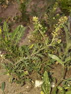 Sivun Lepidium bipinnatifidum Desv. kuva