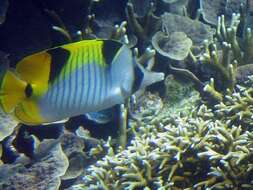 صورة Chaetodon falcula Bloch 1795