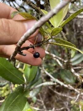 Image of Kauai Colicwood