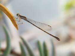 Image of Argentagrion ambiguum (Ris 1904)