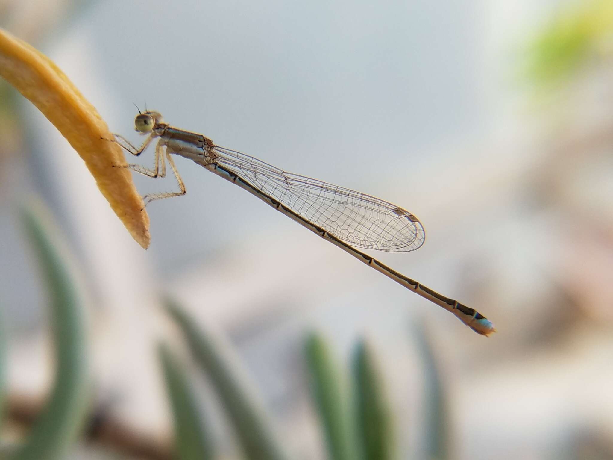 Image of Argentagrion ambiguum (Ris 1904)