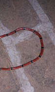 Image of West Mexican Coral Snake