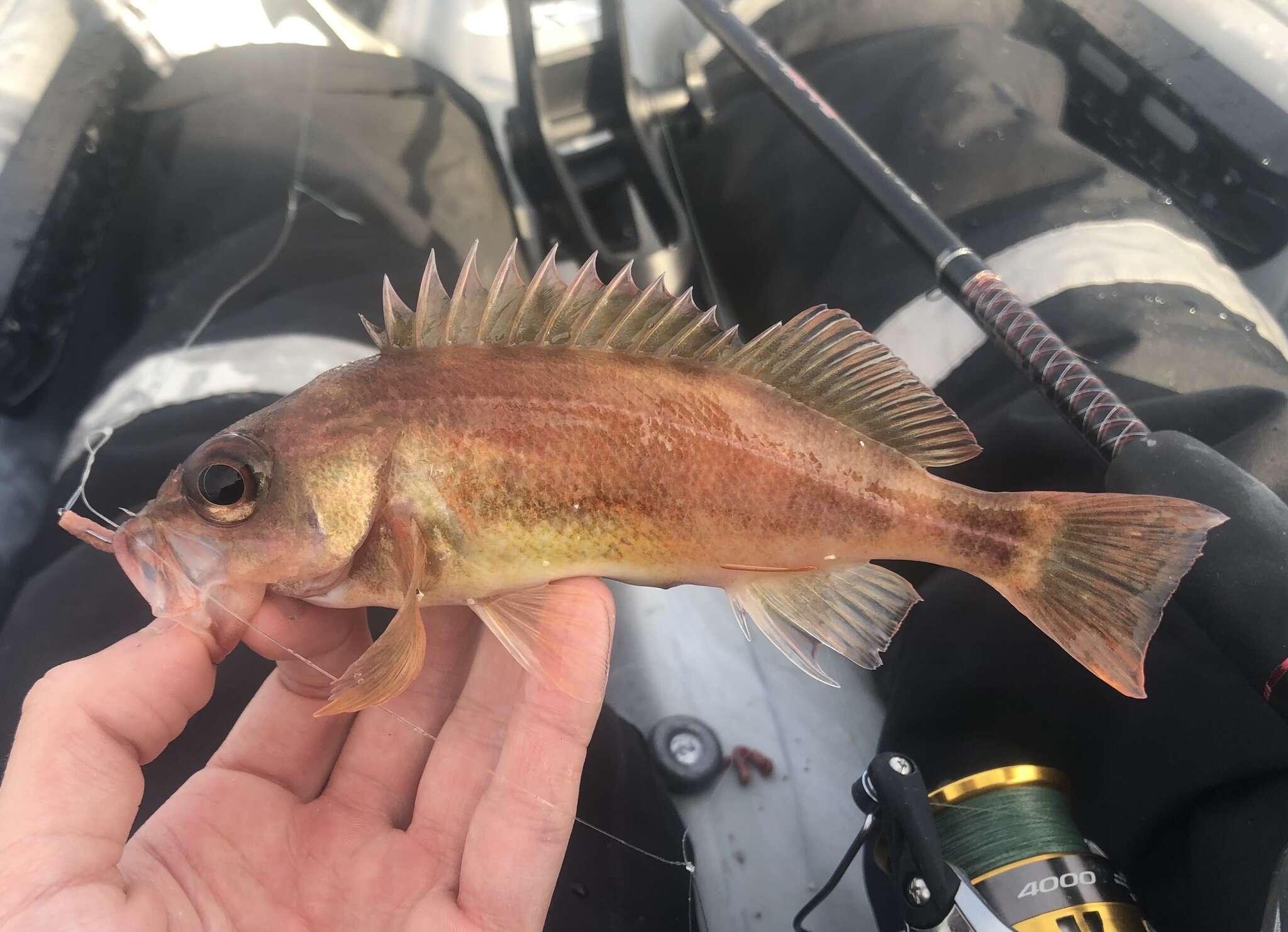 Image of Puget Sound rockfish