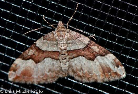 Image of Toothed Brown Carpet