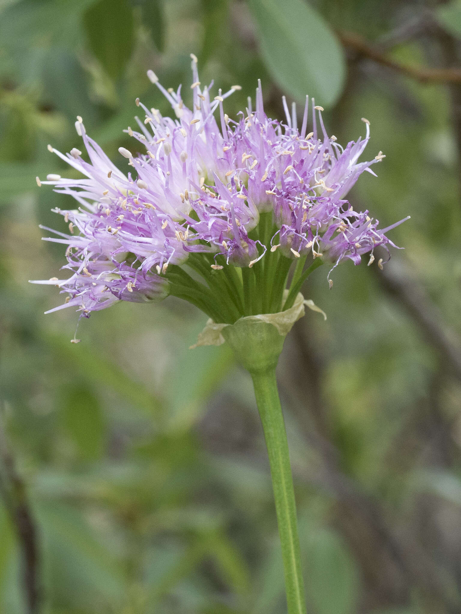 Image of Pacific onion