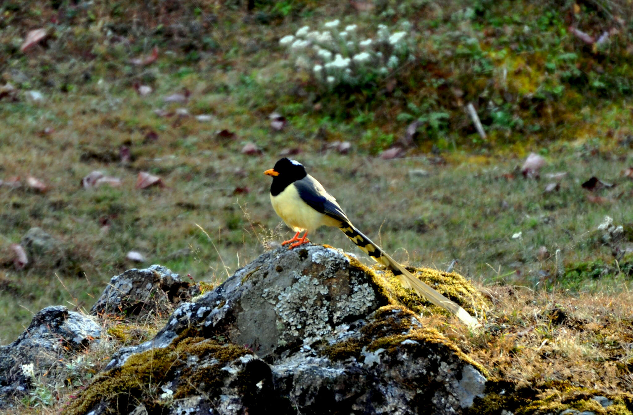 Image of Gold-billed Magpie