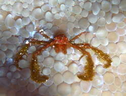 Image of Orangutang crab