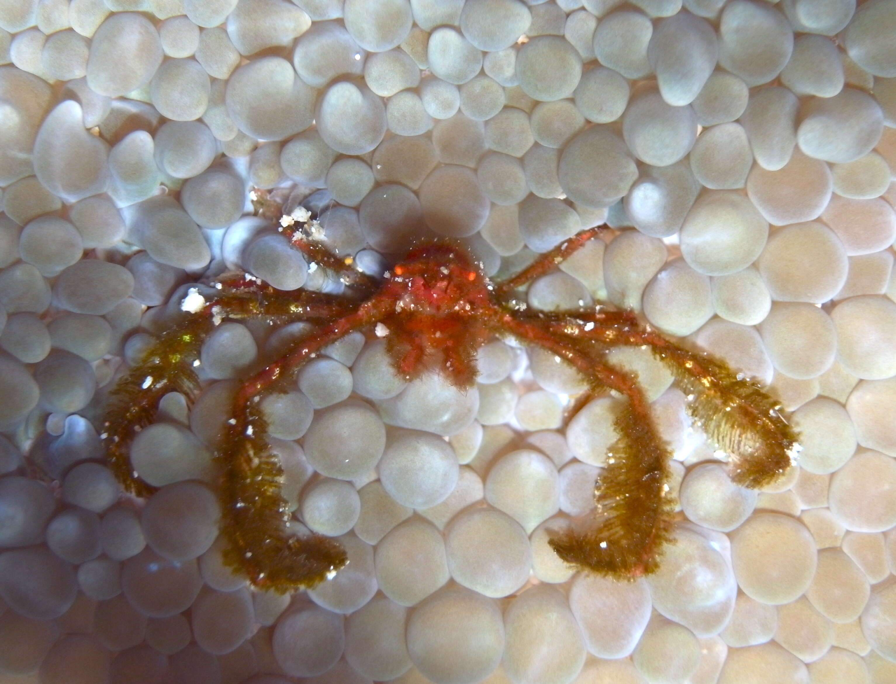 Image of Orangutang crab