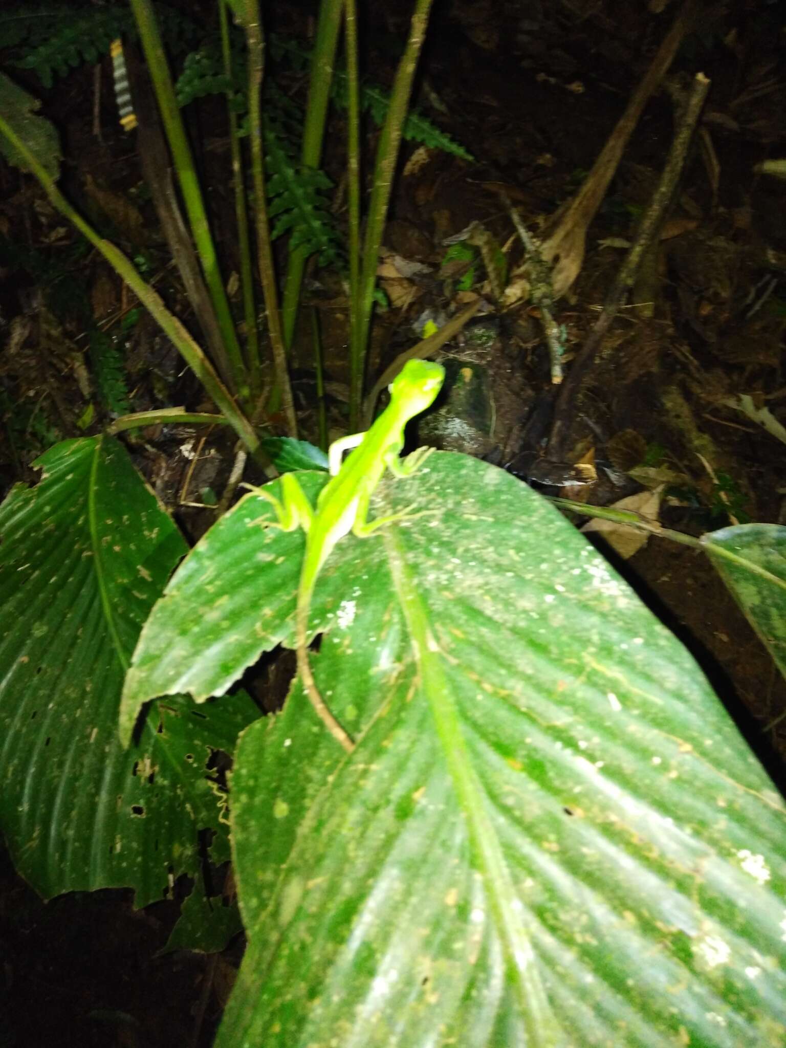 Image of Ihering's fathead anole