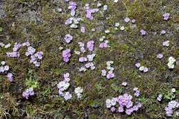 Image de Primula walshii Craib