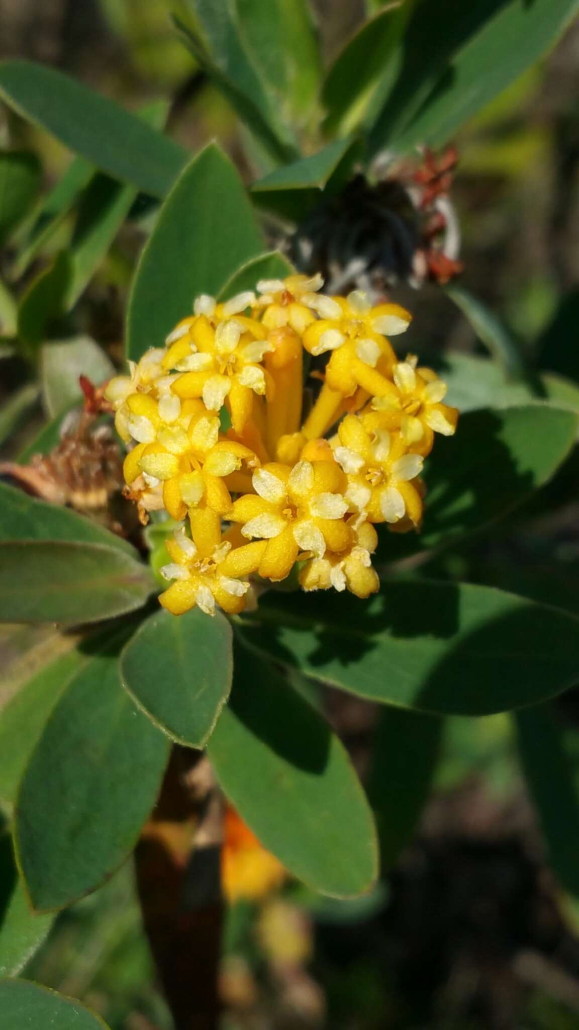 Plancia ëd Gnidia daphnifolia L. fil.