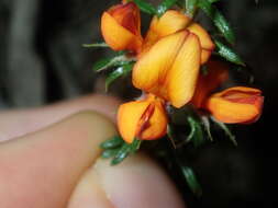 Imagem de Phyllota squarrosa (DC.) Benth.