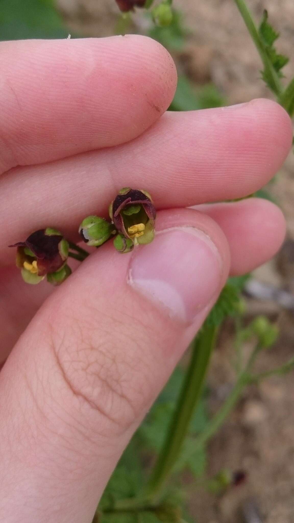 Image de Scrophularia scopolii Hoppe