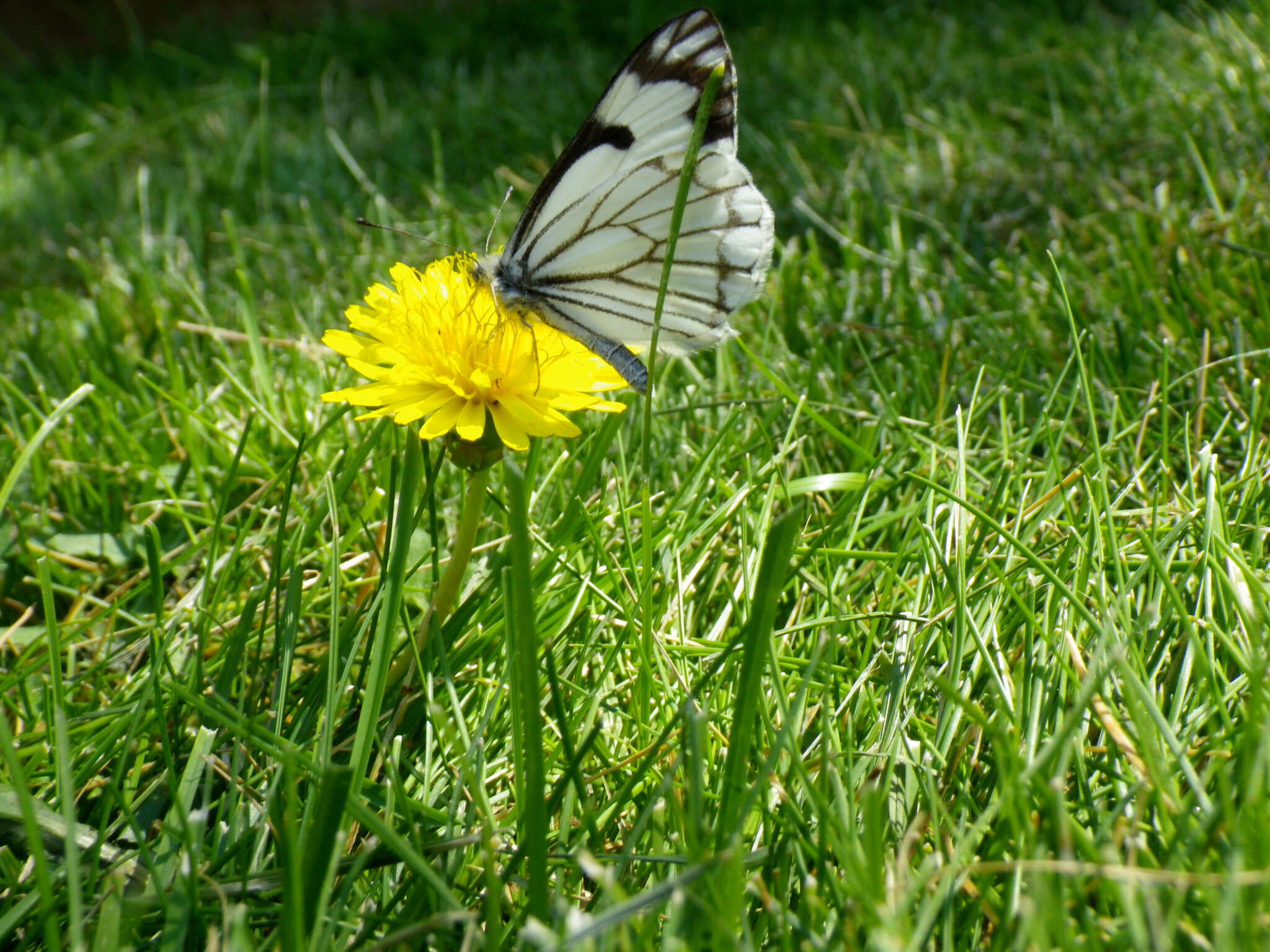 Image of Pine White