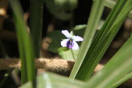 Image of Viola abyssinica Steud. ex Oliv.