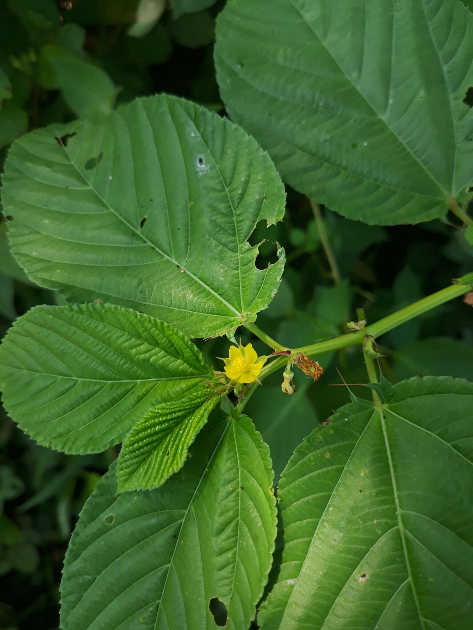 Image of nalta jute