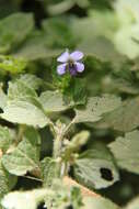 Image of Viola abyssinica Steud. ex Oliv.