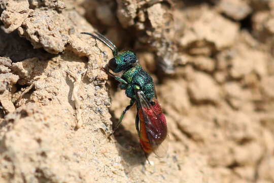 Image of <i>Pseudochrysis neglecta</i>